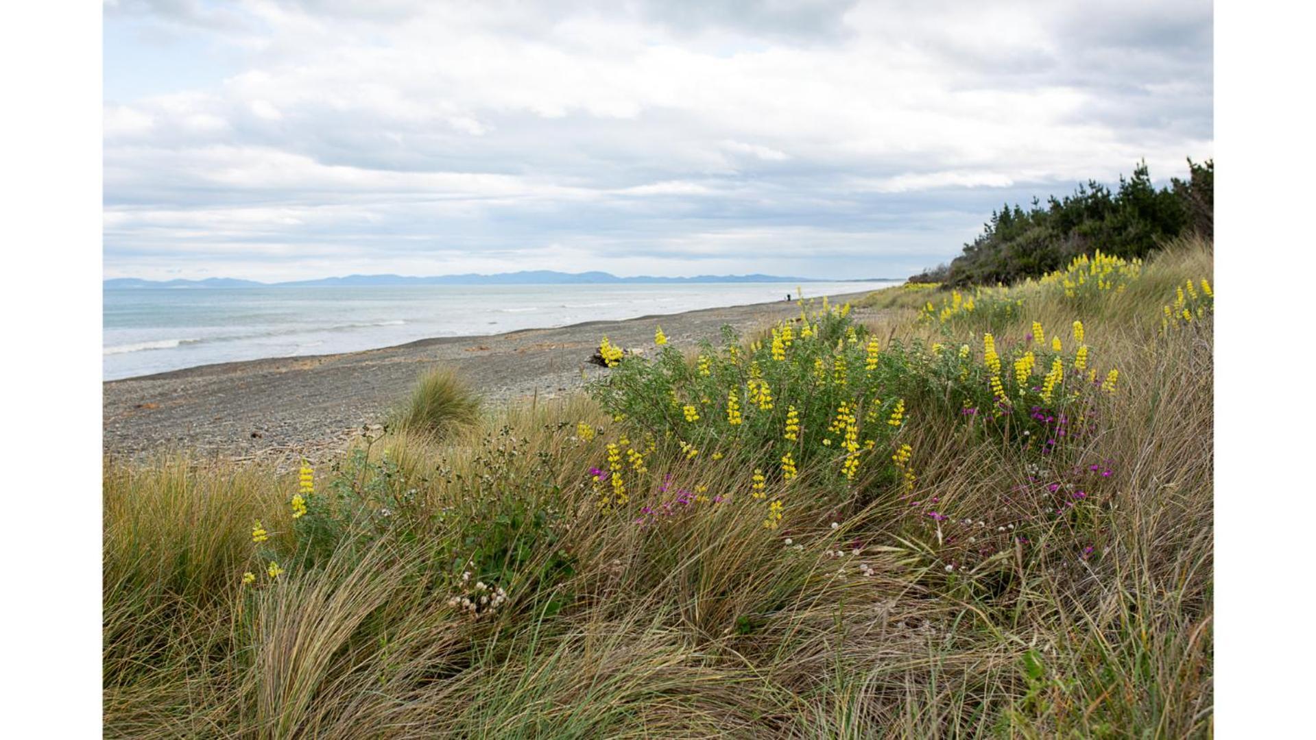 Pacific View By Tiny Away Villa Leithfield Exteriör bild